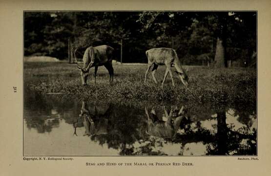 Image of Caspian red deer