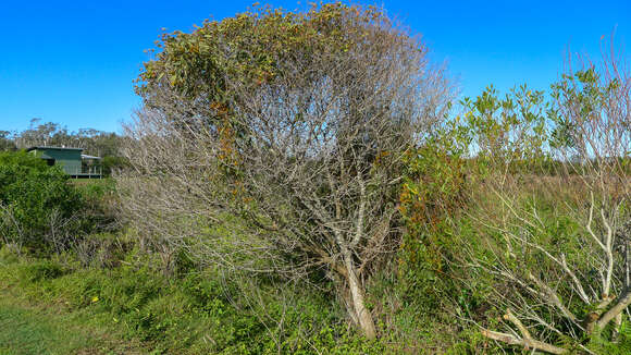 Image of Dendrophthoe vitellina (F. Müll.) Tieghem