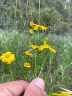 Image of California ragwort