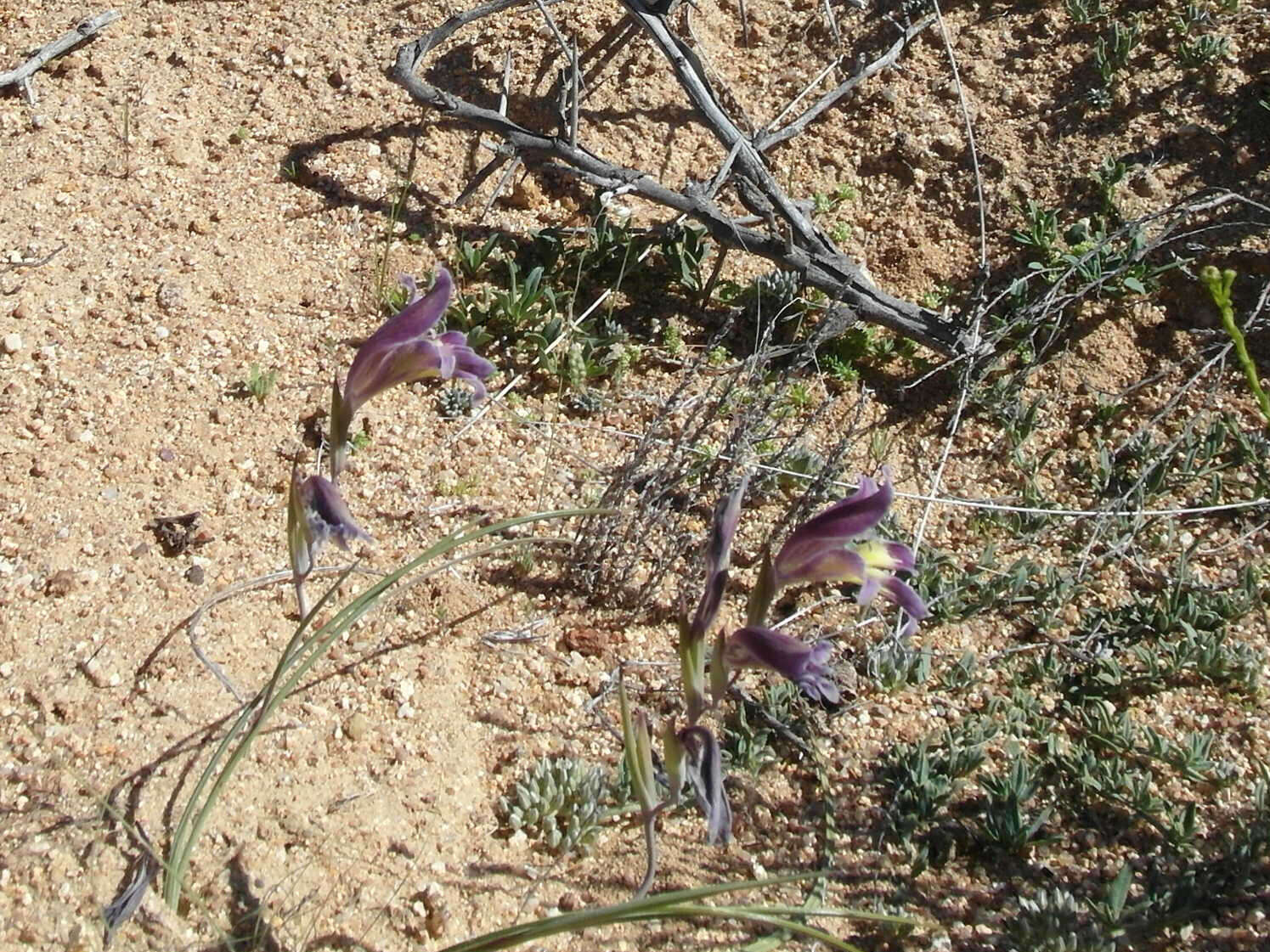 Image of Gladiolus arcuatus Klatt