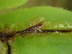 Image of Macrodiplophyllum rubrum D. H. Wagner