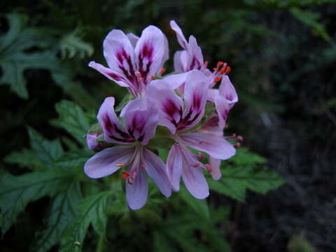 Imagem de Pelargonium glutinosum (Jacq.) L'Her.