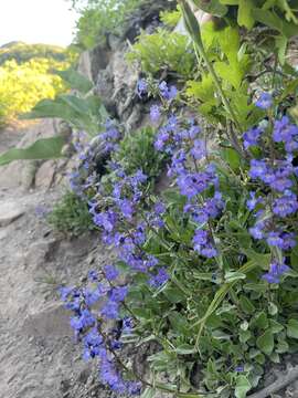 Image of low beardtongue