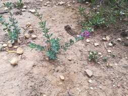 Image of Indigofera denudata Thunb.