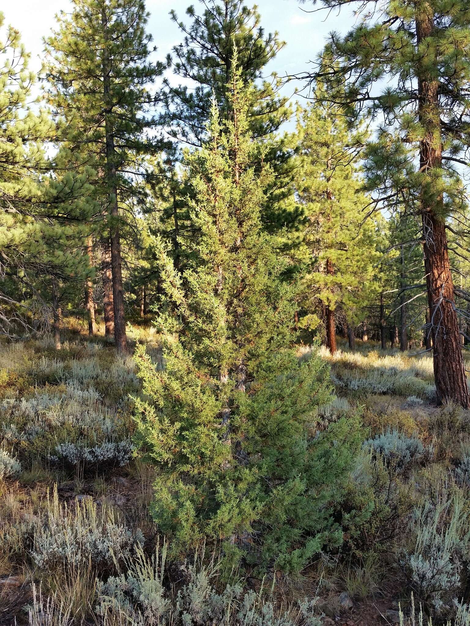 Juniperus occidentalis var. australis (Vasek) P. Lebreton & N. H. Holmgren的圖片