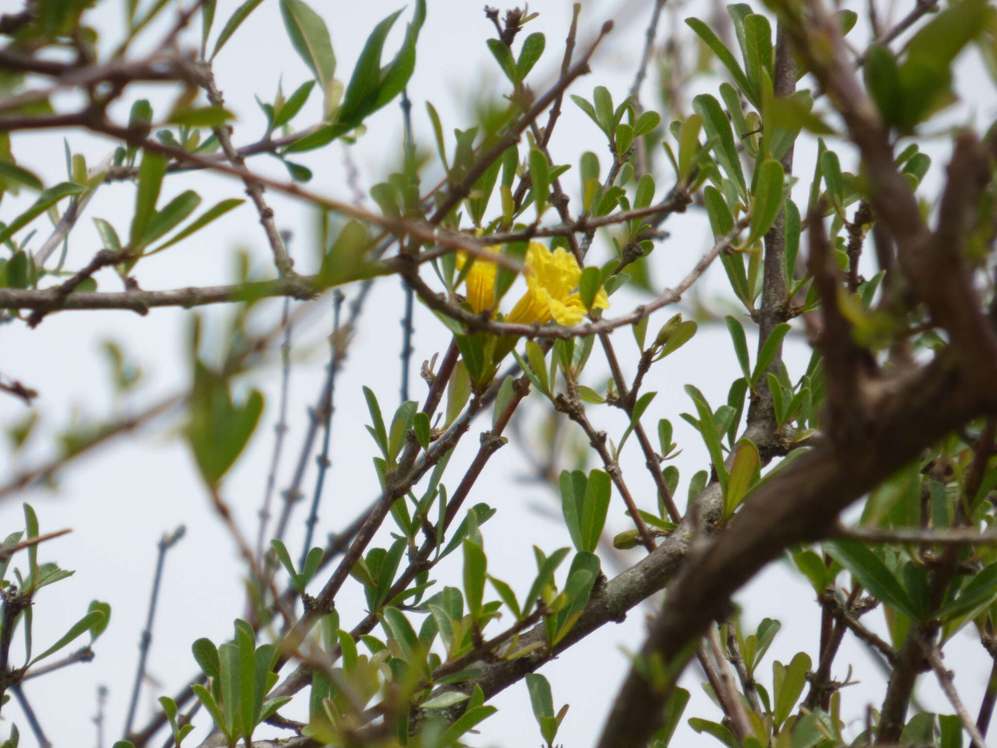 Image of Tabebuia nodosa (Griseb.) Griseb.