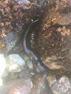 Image of Rock blenny