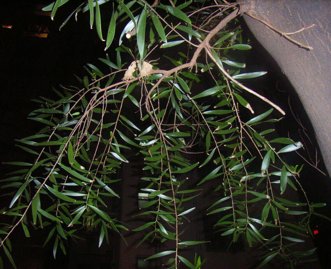 Image of small Philippine acacia