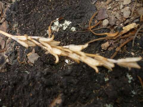 Image of Haworthia herbacea (Mill.) Stearn