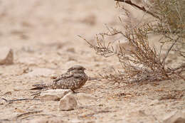 Image of Egyptian Nightjar