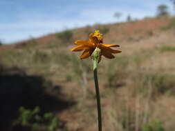 Image of narrowleaf zinnia