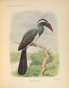 Image of <i>Tockus hartlaubi</i>