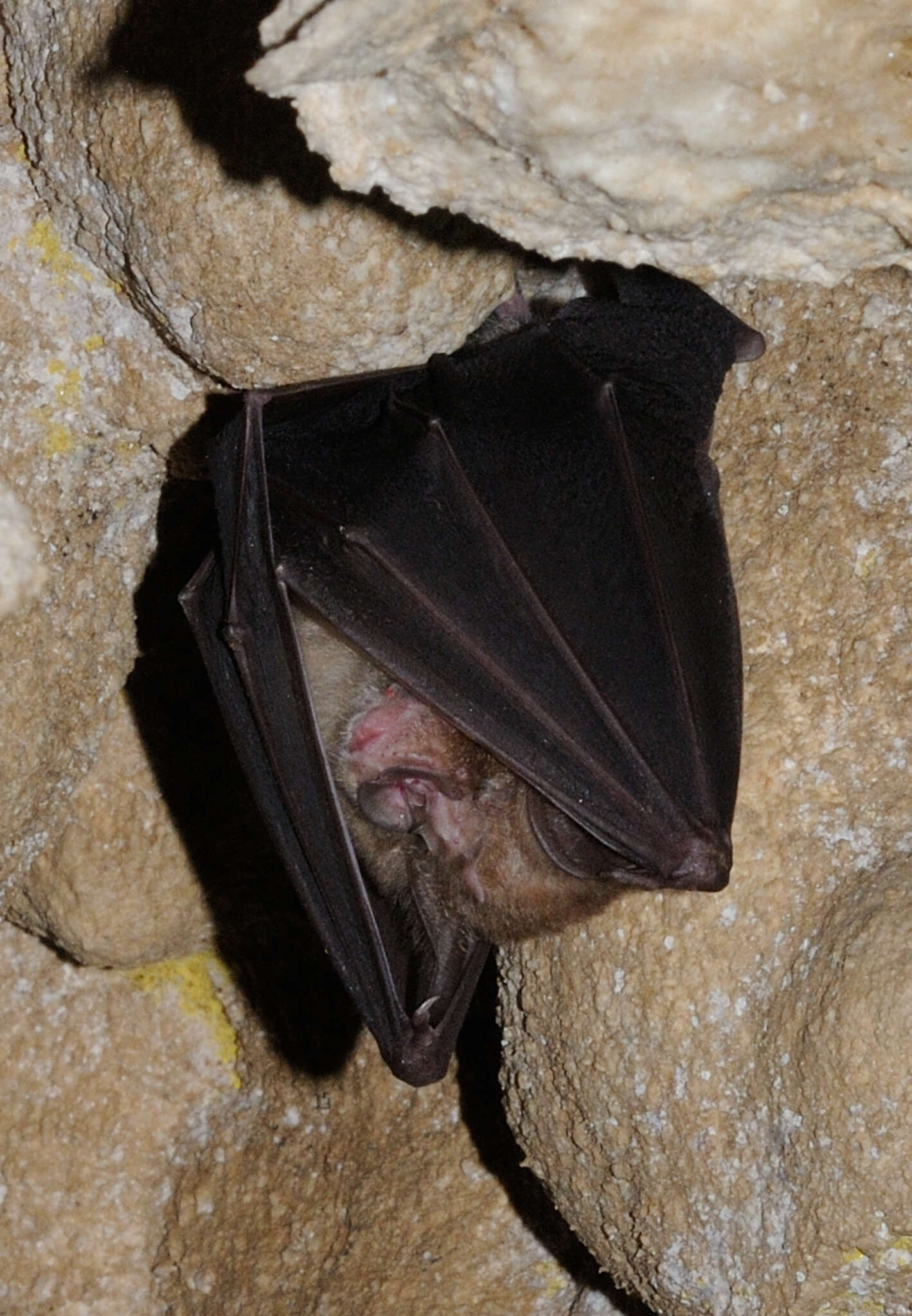 Image of Greater Horseshoe Bat