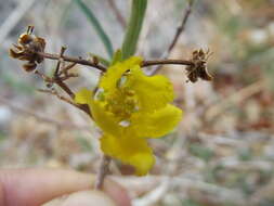 Sivun Callaeum macropterum (DC.) D. M. Johnson kuva