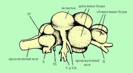 Image of Tincidae