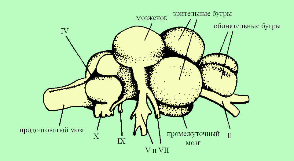 Image of Tincidae