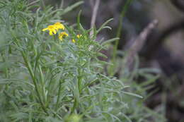 Senecio spanomerus I. Thomps. resmi