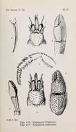 Image de Pagurus prideaux Leach 1815