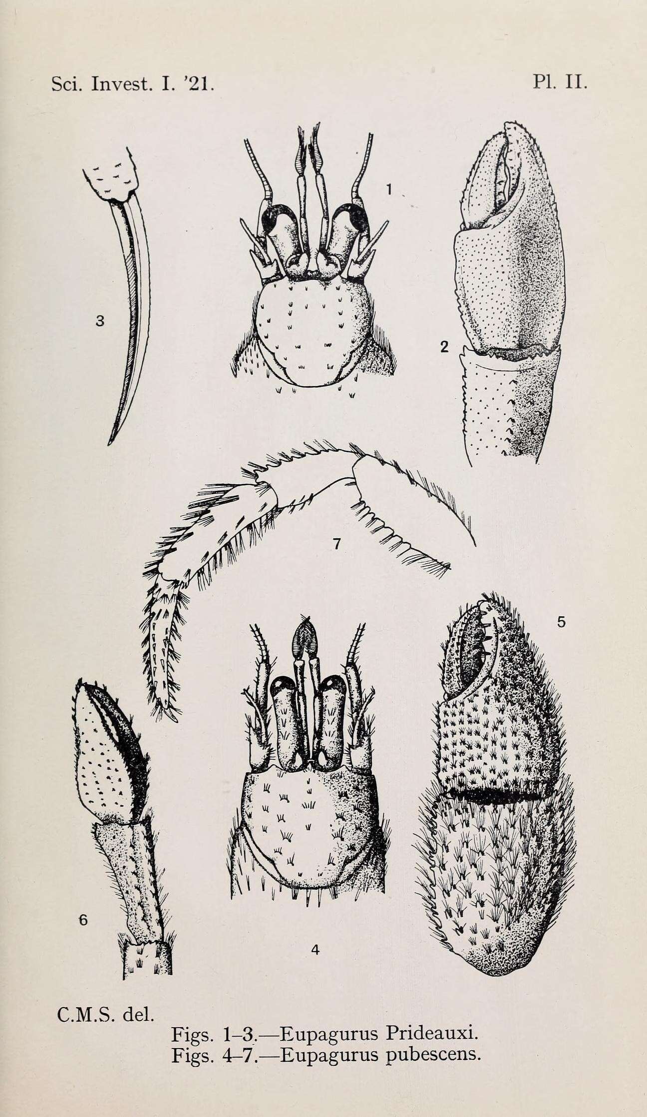 Image of Prideaux's hermit crab