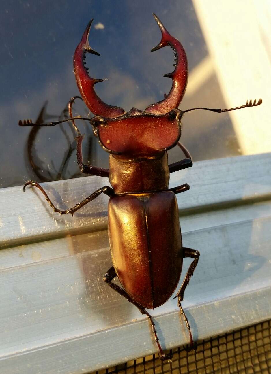 Imagem de Lucanus elaphus Fabricius 1775