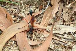 Ammophila clavus (Fabricius 1775) resmi