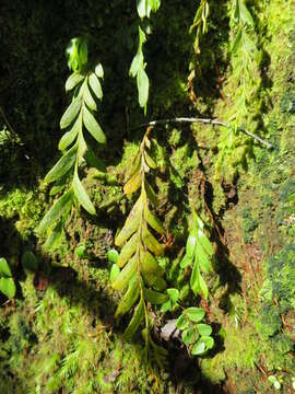 Image de Tmesipteris elongata Dangeard