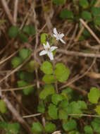 Image of Mentha cunninghamii (Benth.) Benth.