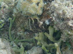 Image of Floral wrasse