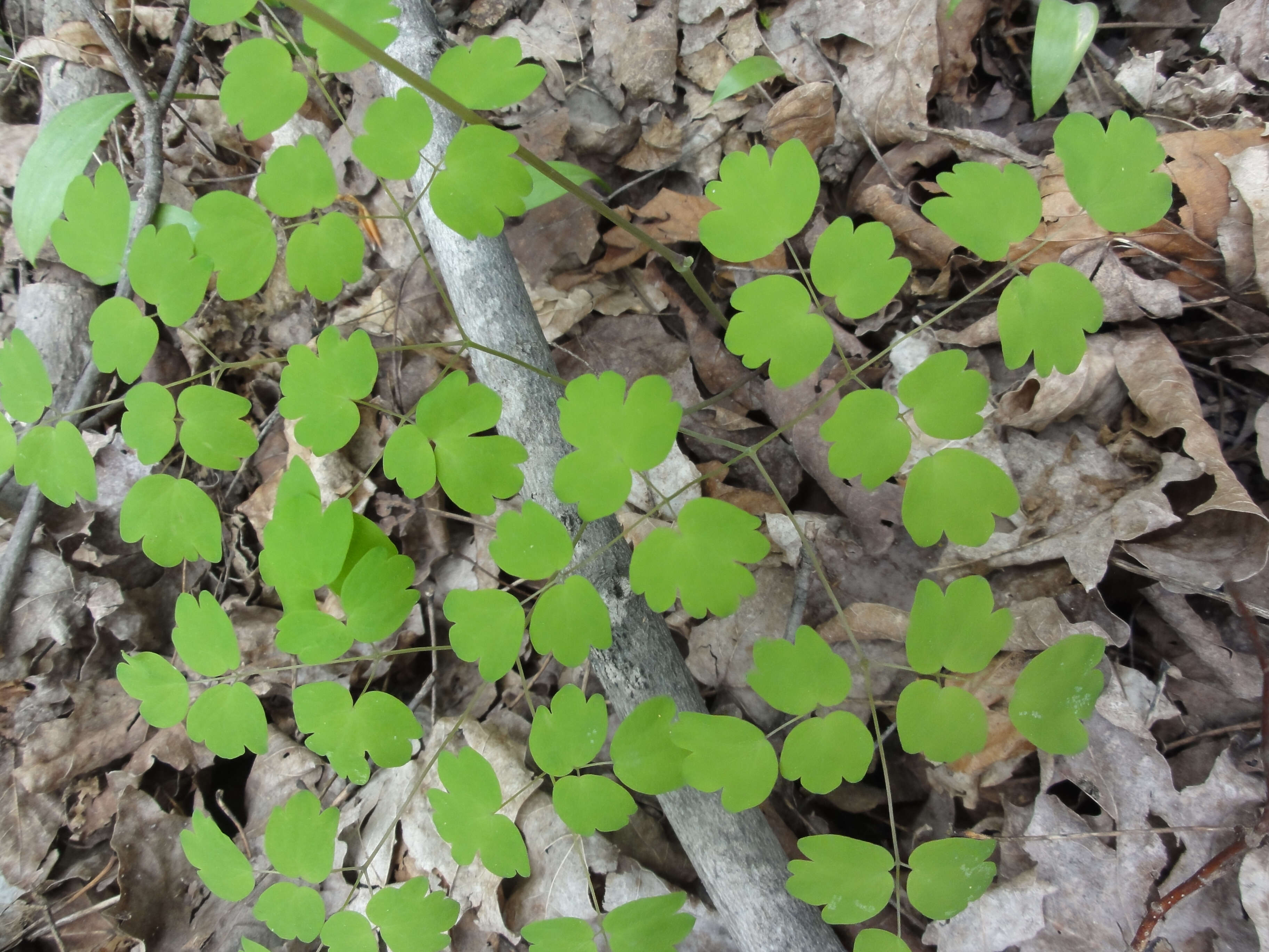 Image of Rue-Anemone