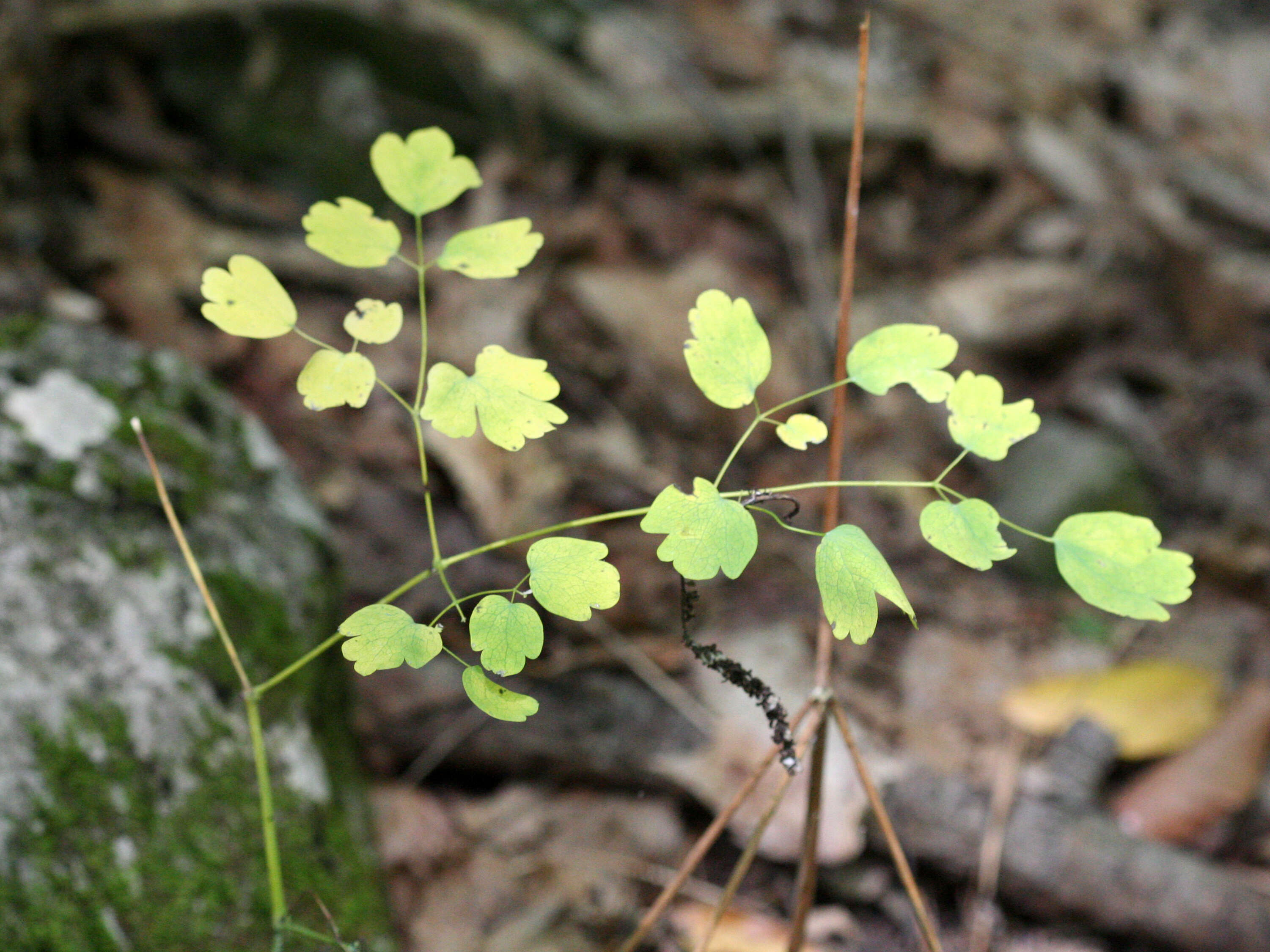 Image of Rue-Anemone