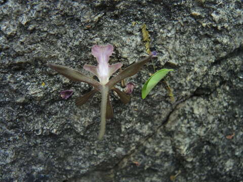 Image of Encyclia acapulcensis