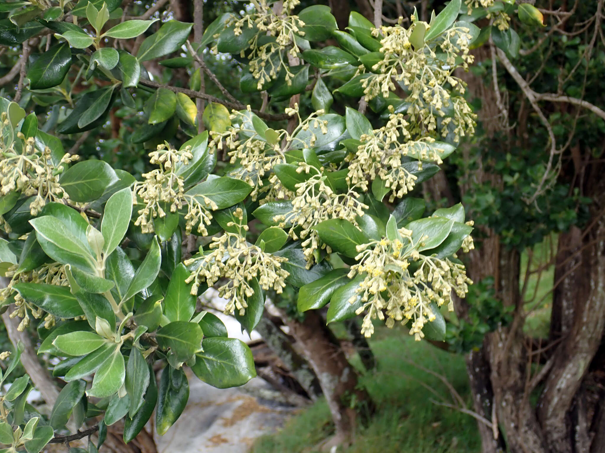 Image of <i>Olearia traversiorum</i>