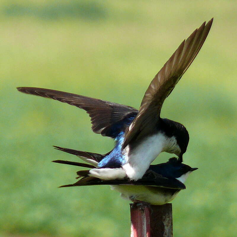 Image of Tachycineta Swallows