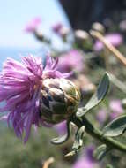 Plancia ëd Centaurea crithmifolia Vis.