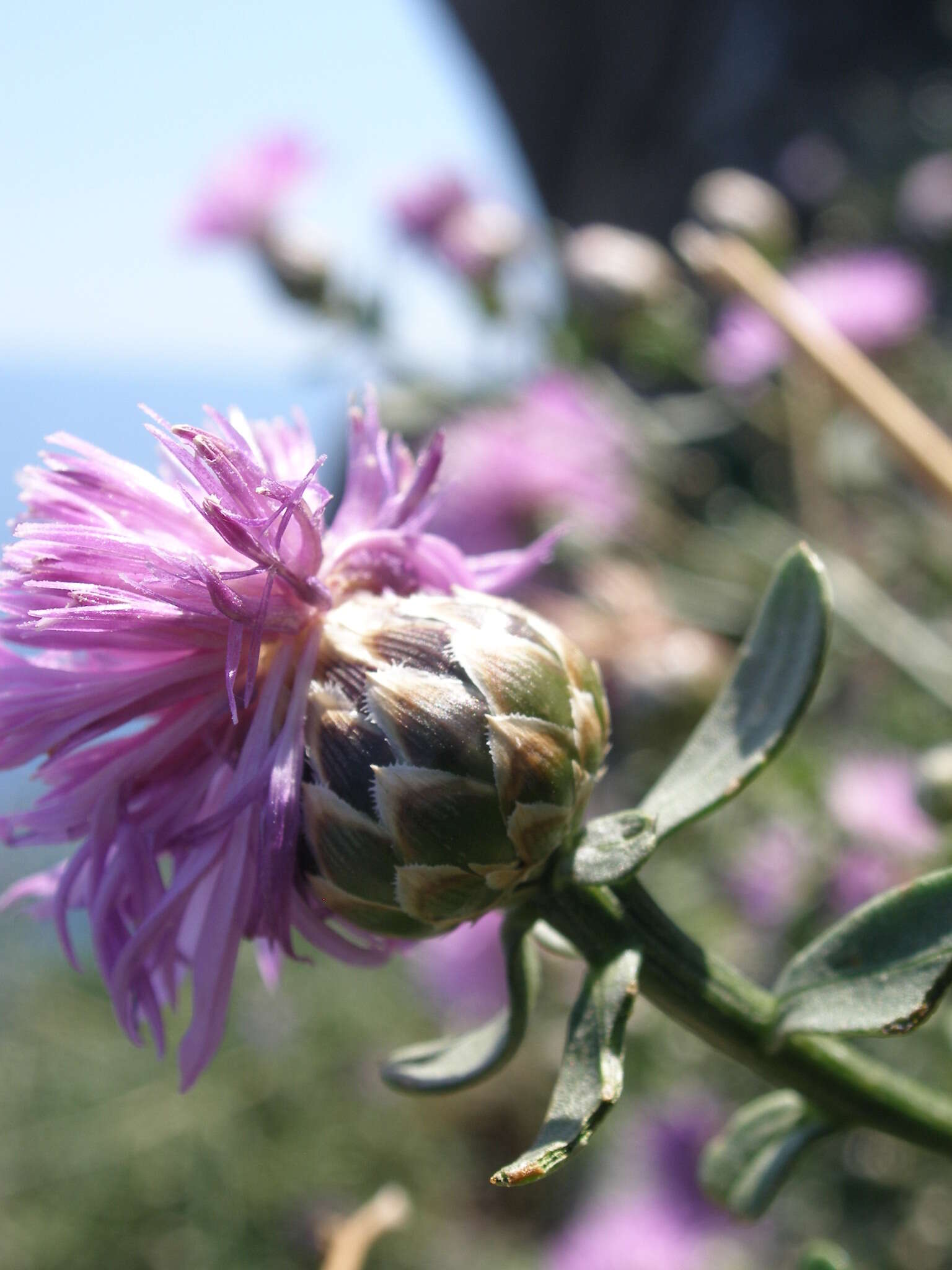 Image of Centaurea crithmifolia Vis.