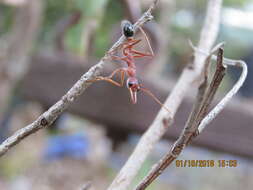 Image of Myrmecia vindex Smith 1858