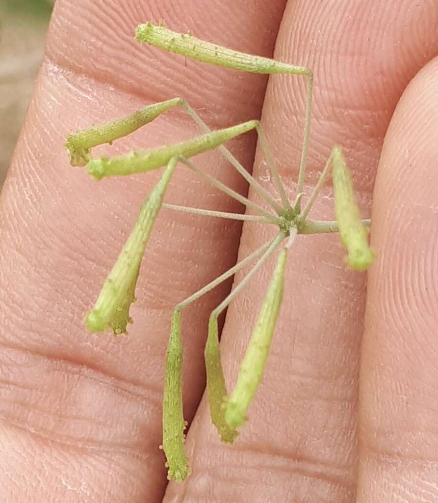 Image of Commicarpus scandens (L.) Standl.