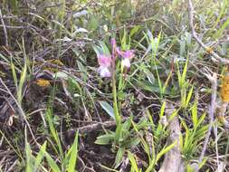 Anacamptis morio subsp. syriaca (E. G. Camus) H. Kretzschmar, Eccarius & H. Dietr.的圖片