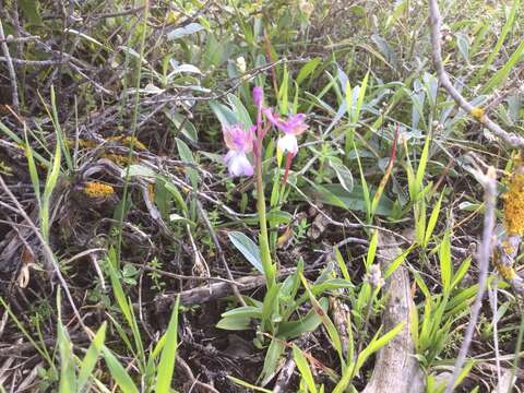 Image of Anacamptis morio subsp. syriaca (E. G. Camus) H. Kretzschmar, Eccarius & H. Dietr.