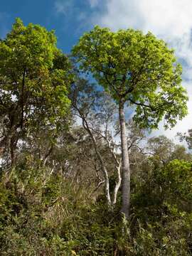 Image of Geissois racemosa Labill.