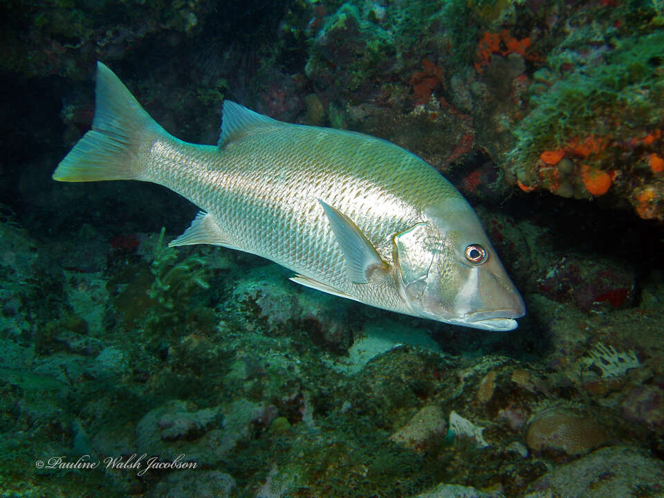 Image of Dog Snapper