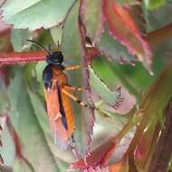 Image of rose sawfly