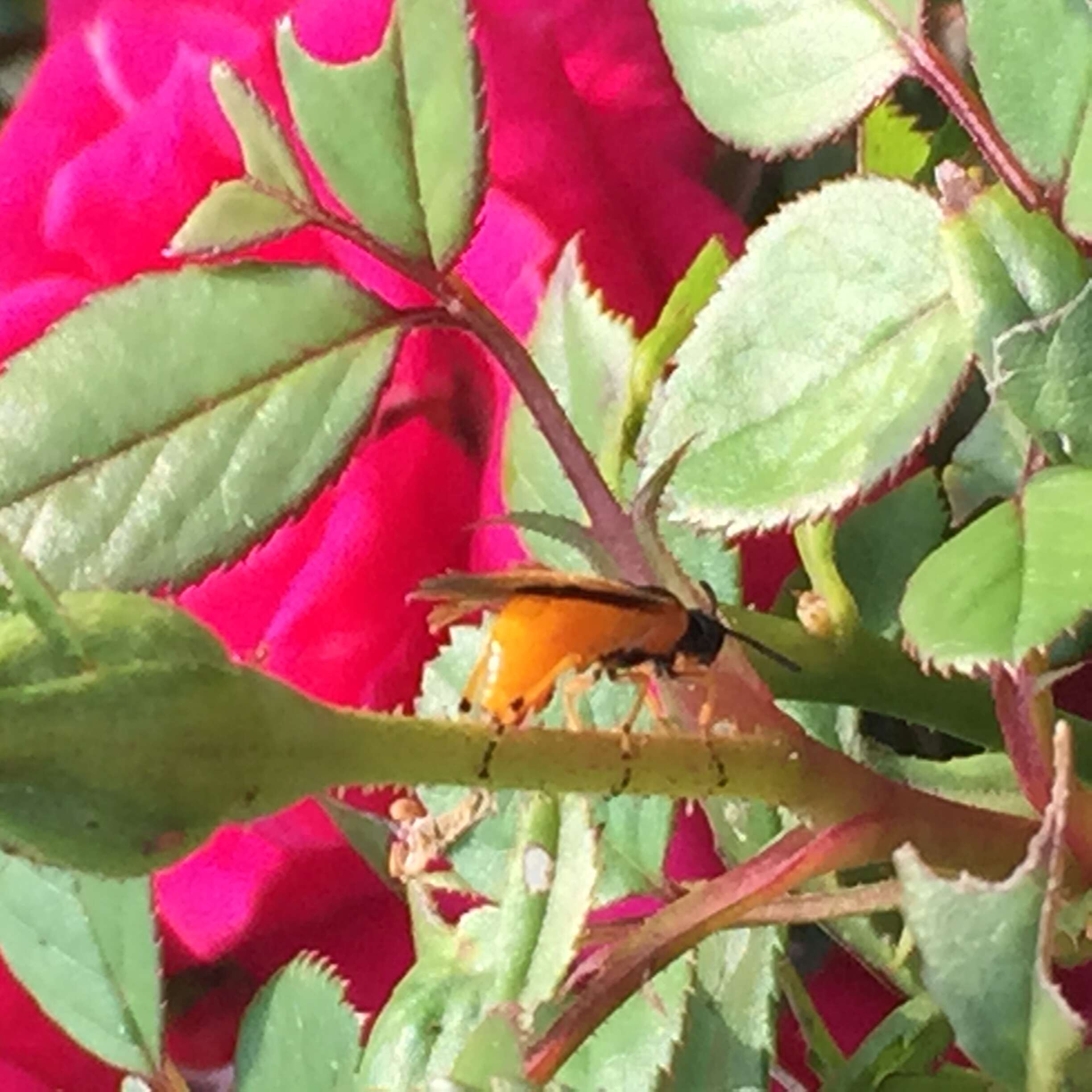 Image of rose sawfly