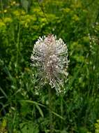 Image of Hoary Plantain