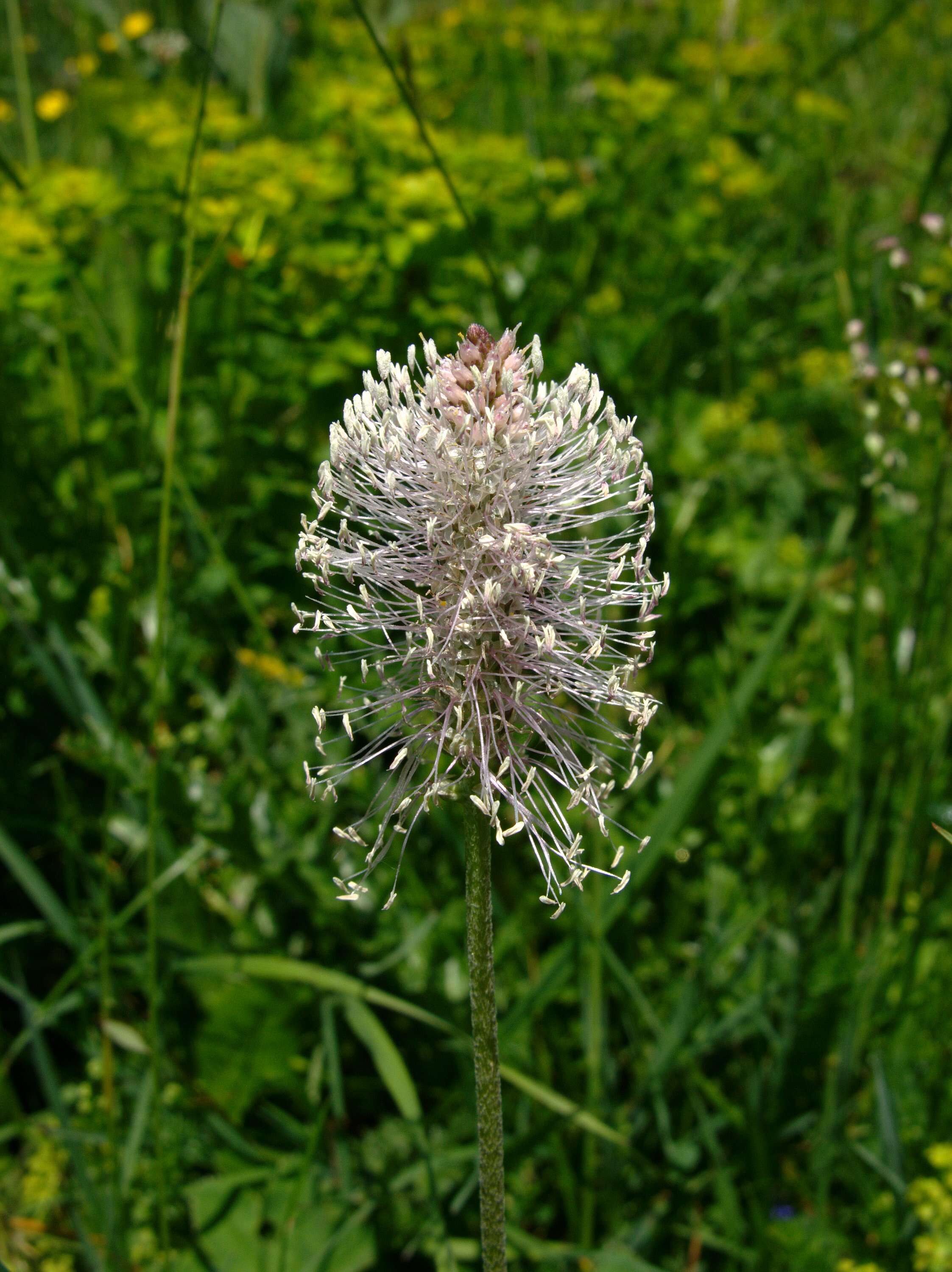 Image of Hoary Plantain