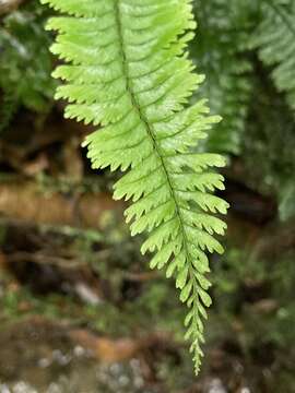 Image of Hymenasplenium cheilosorum (Kunze ex Mett.) Tag.