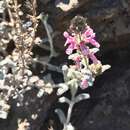 Image of Stachys albicaulis Lindl.