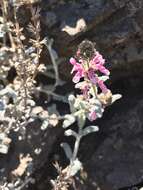 Image of Stachys albicaulis Lindl.