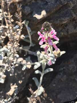 Слика од Stachys albicaulis Lindl.