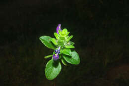 Image of Plectranthus lasianthus (Gürke) Vollesen